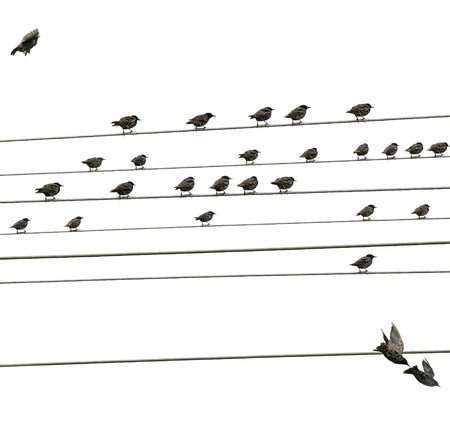 birds sitting on wiresの写真素材