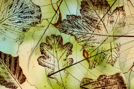 slices of cucumber -  macro detailの写真素材