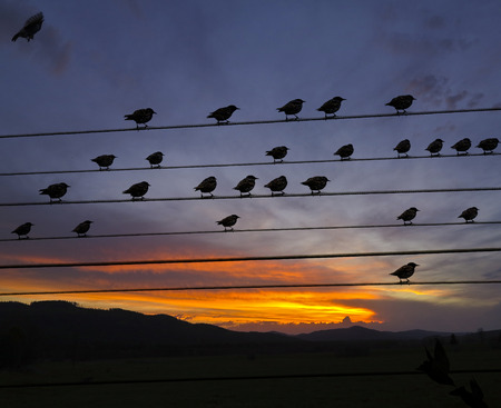 birds sitting on wiresの写真素材
