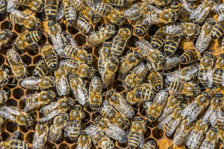 bee frame close upの写真素材