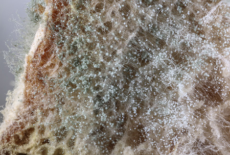 Mold on slices of bread - microscopic photoの写真素材