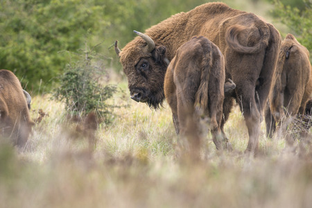 Bison bonasus - European bison - Milovice, Czech republicの写真素材