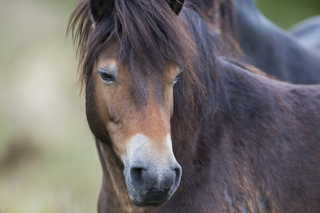 exmoor pony Milovice - Crech republicの写真素材