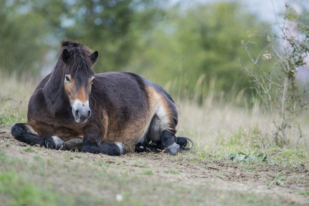 exmoor pony Milovice - Crech republicの写真素材