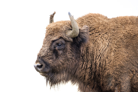 Bison bonasus - European bison - Milovice, Czech republicの写真素材