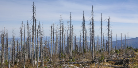 dead dry forest - bark beetle calamity on national park Sumavaの写真素材