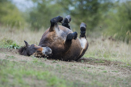 Exmoor pony Milovice - Creche republicの写真素材