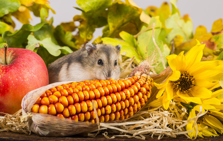 little pet hamster - Phodopus sungorusの写真素材