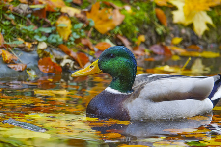 duck on pond with autumnal leavesの写真素材