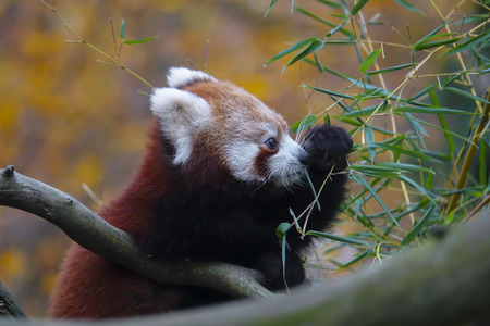 red panda - Ailurus fulgensの写真素材