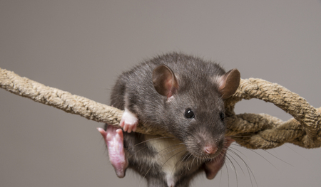 Rattus norvegicus - pet ratの写真素材