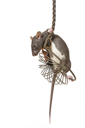 Rattus norvegicus - pet ratの写真素材