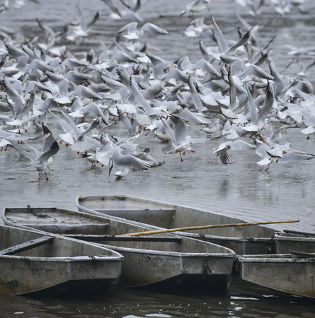 Black-headed Gull - Chroicocephalus ridibundus on a pond - catching fish after fishing pondの写真素材