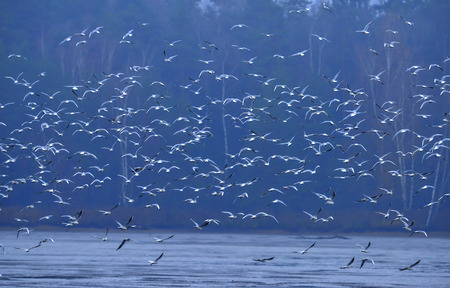 Black-headed Gull - Chroicocephalus ridibundus on a pond - catching fish after fishing pond