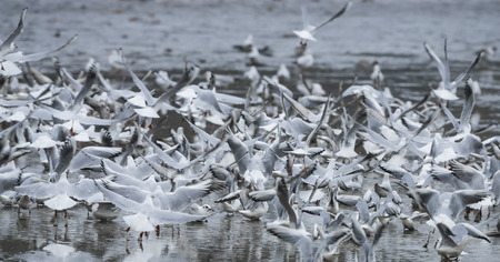 Black-headed Gull - Chroicocephalus ridibundus on a pond - catching fish after fishing pond