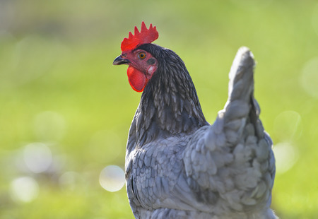 hen in the garden on a farm - free breedingの写真素材