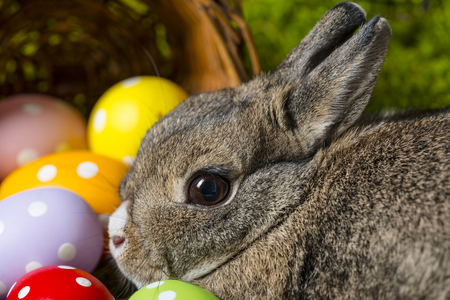 easter rabbit and easter eggsの写真素材