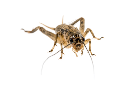 cricket - Gryllus assimilis - feeding insectsの写真素材