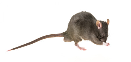 cute pet ratの写真素材