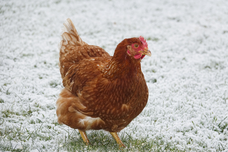 free breeding hen in winterの写真素材