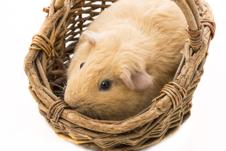guinea pig isolated on whiteの写真素材