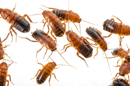 cockroach - Blatta lateralis