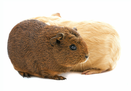 guinea pigs isolated on whiteの写真素材