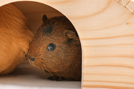 guinea pigsの写真素材