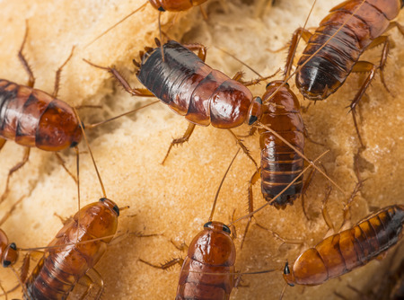 cockroach - Blatta lateralisの写真素材