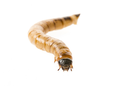 Zophobas atratus/ morio - meal worm isolated on white