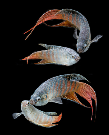 Macropodus opercularis - Paradise fish, Forktail fightingfish - aquarium fishの写真素材