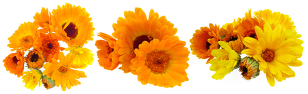 marigoldの写真素材