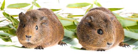 cute guinea pigsの写真素材