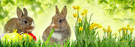 little rabbits and easter eggs i