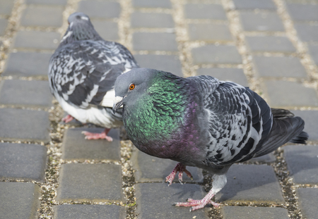 pigeon (Columba livia f. domestica) - urban birdの写真素材