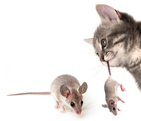 kitten with a mouse on a white backgroundの写真素材