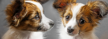 cute papillon puppy isolated over blackの写真素材