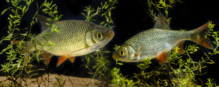 Rutilus rutilus - Roach
