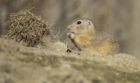 ground squirrel on a meadow