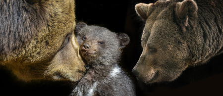 little brown bear and his motherの写真素材