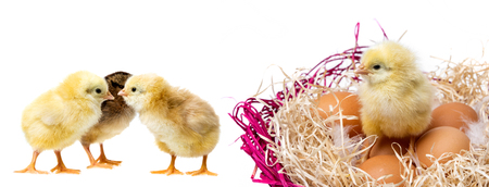 little chickens isolated on whiteの写真素材