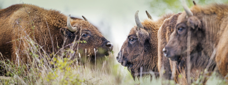 Bison bonasus - European bison - Milovice, Czech republicの写真素材