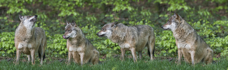 wolf in a forest