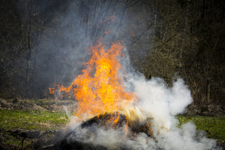 wildfire in forestの写真素材