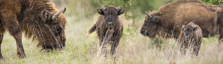Bison bonasus - European bison - Milovice, Czech republicの写真素材