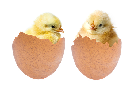 a newborn chickenの写真素材