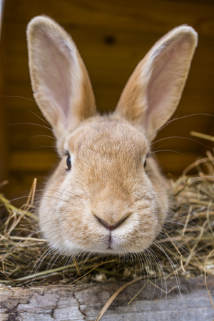 rabbitの写真素材