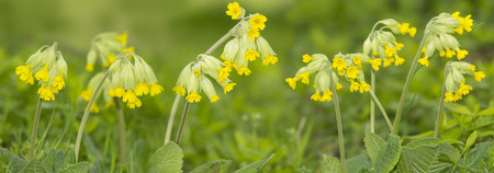 primula flowers on a meadowの写真素材