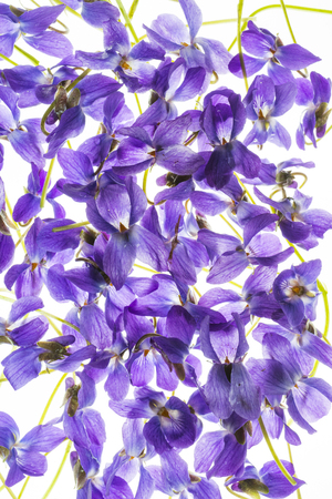 violetsの写真素材