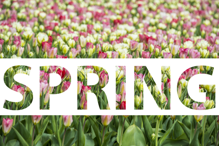 tulips fieldの写真素材